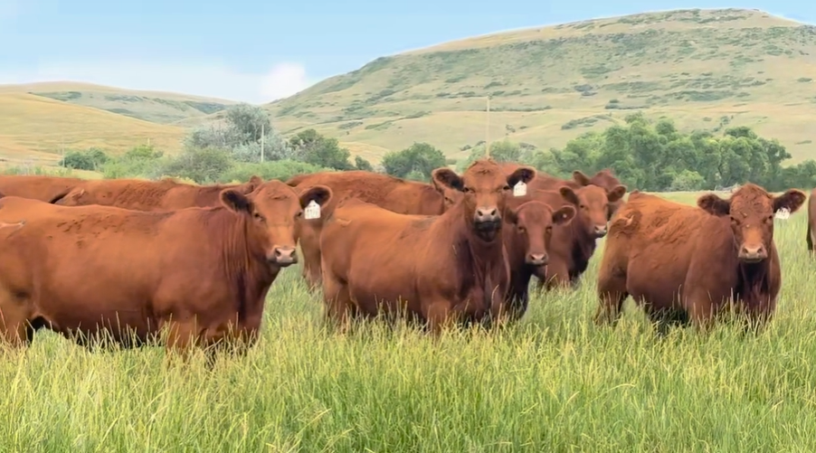 62 Red Angus bred heifers BH812B5
